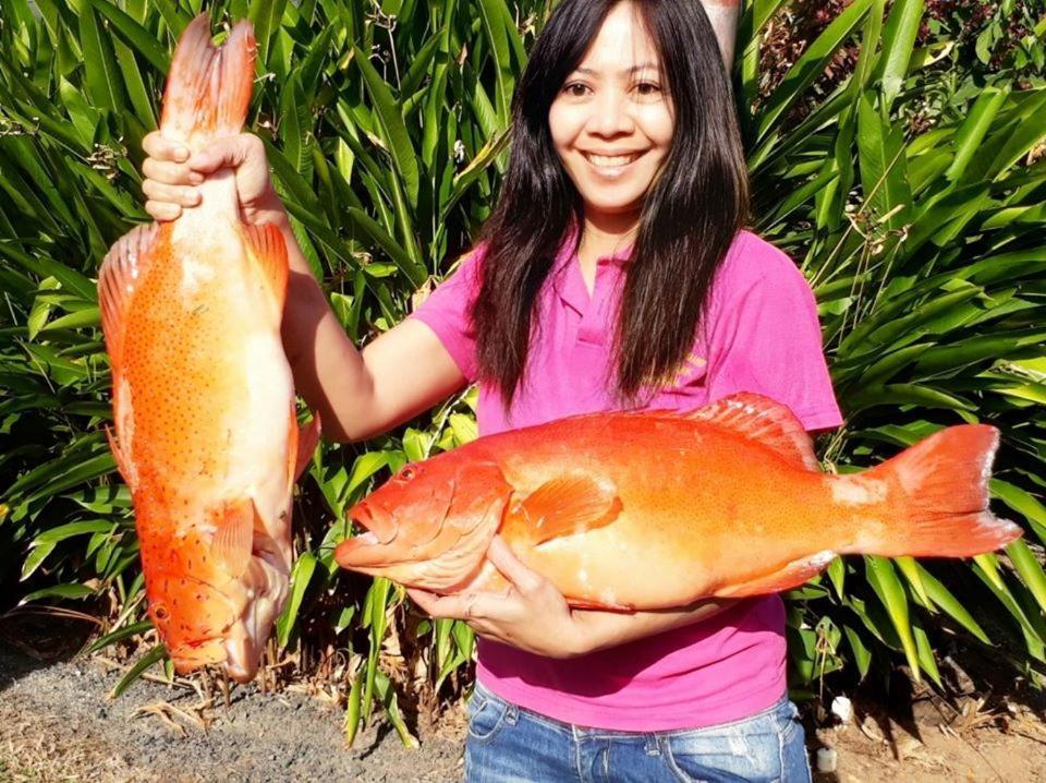 Flying Fish Point Tourist Park Hotel Innisfail Buitenkant foto